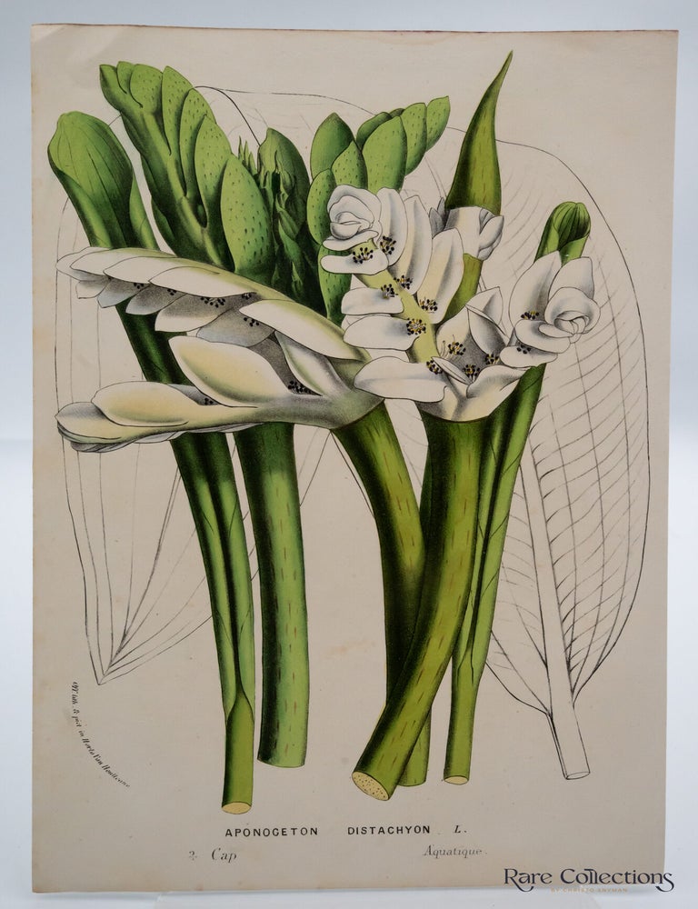 Item #32767 Aponogeton distachyos (Cape pondweed or water hawthorn). Louis Beno&icirc;t van Houtte.