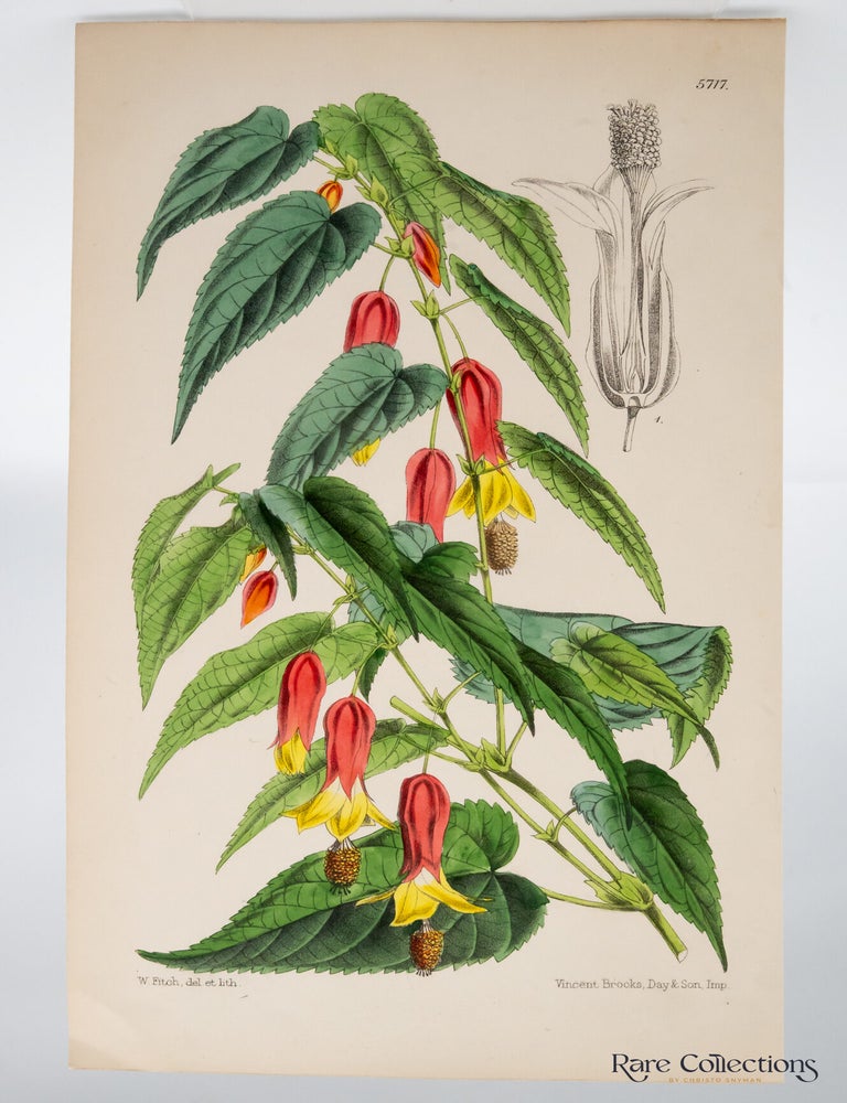 Item #32808 Tab. 5717 Abutilon Vexillarium (Standart-flowered Abutilon). William Curtis.