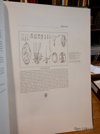Mimetes: an Illustrated Account of Mimetes Salisbury and Orothamnus Pappe, Two Notable Cape Genera of the Proteaceae