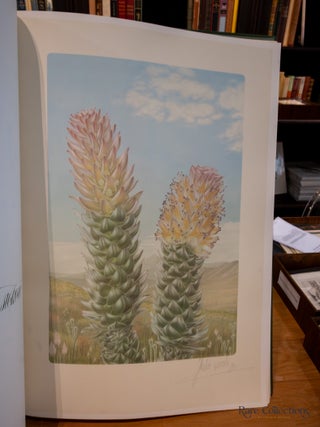 Mimetes: an Illustrated Account of Mimetes Salisbury and Orothamnus Pappe, Two Notable Cape Genera of the Proteaceae