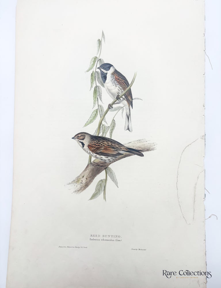 Item #33001 Emberiza schoeniculus (Reed Bunting). John Gould.