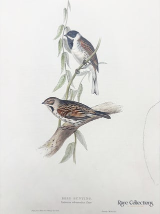 Emberiza schoeniculus (Reed Bunting)