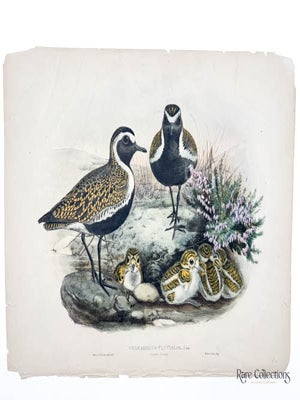 Charadrius Pluvialis. John Gould.