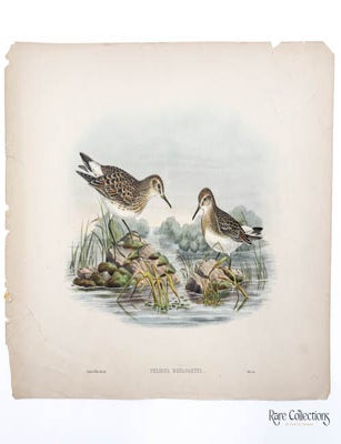 Item #33009 Pelidna Bonapartei. John Gould.
