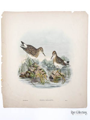 Pelidna Bonapartei. John Gould.