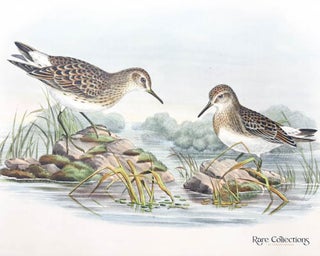 Pelidna Bonapartei