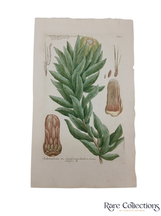N.898 Protea lepidocarpodendrum. Johann Wilhelm Weinmann.