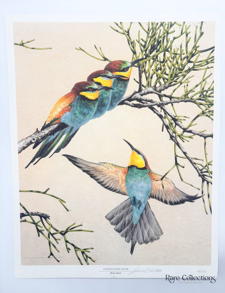 Item #33074 European Bee-Eater (Merops apiaster). David Ord Kerr.