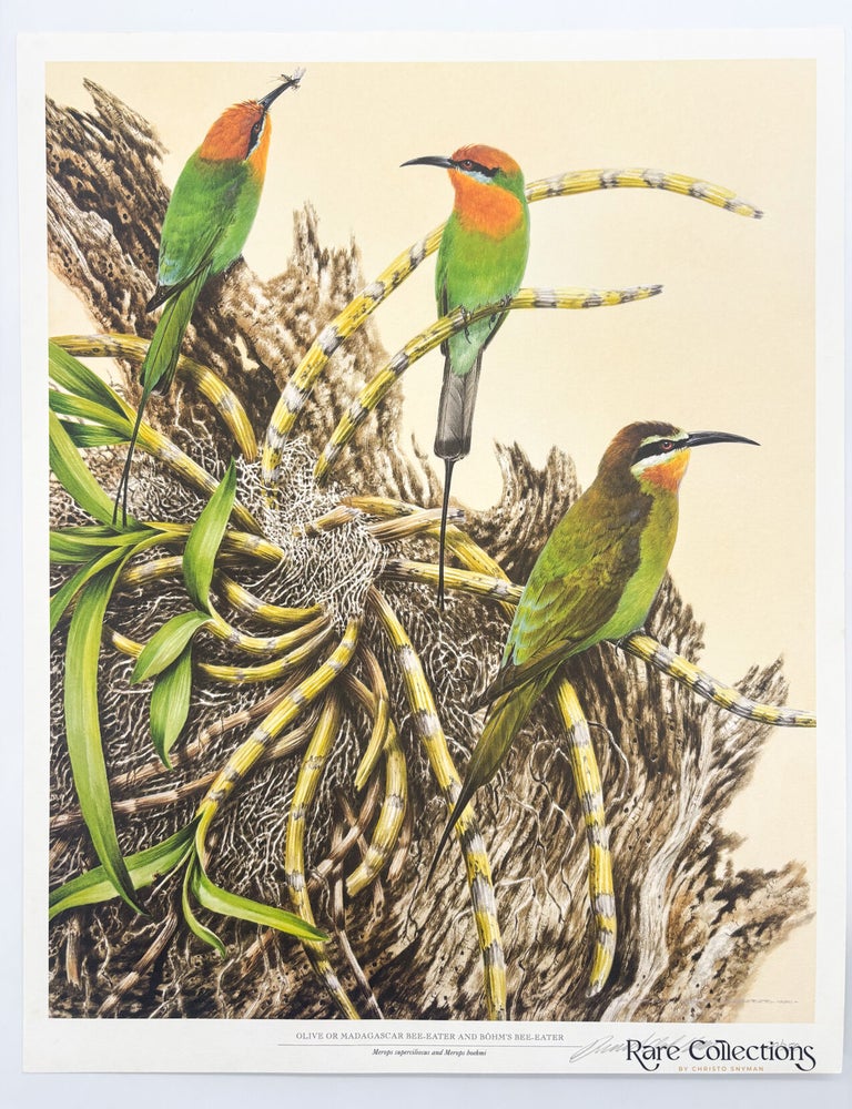 Item #33076 Olive or Madagascar Bee-Eater and Bohm's Bee-Eater (Merops superciliosus and Merops boehmi). David Ord Kerr.