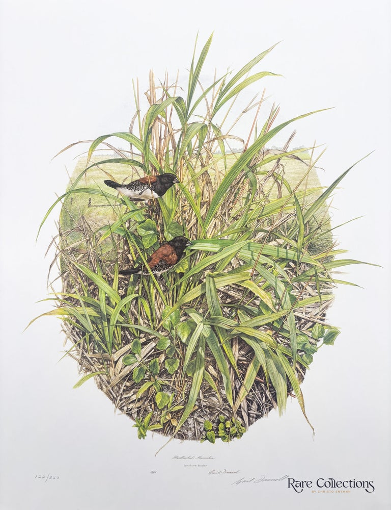 Item #33081 Redbacked Mannikin. Gail Darroll.