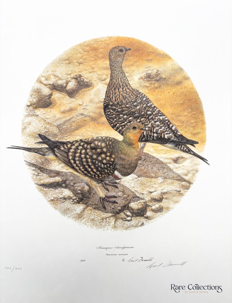 Item #33082 Namaqua Sandgrouse. Gail Darroll.