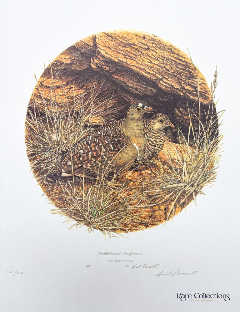 Item #33088 Doublebanded Sandgrouse. Gail Darroll.