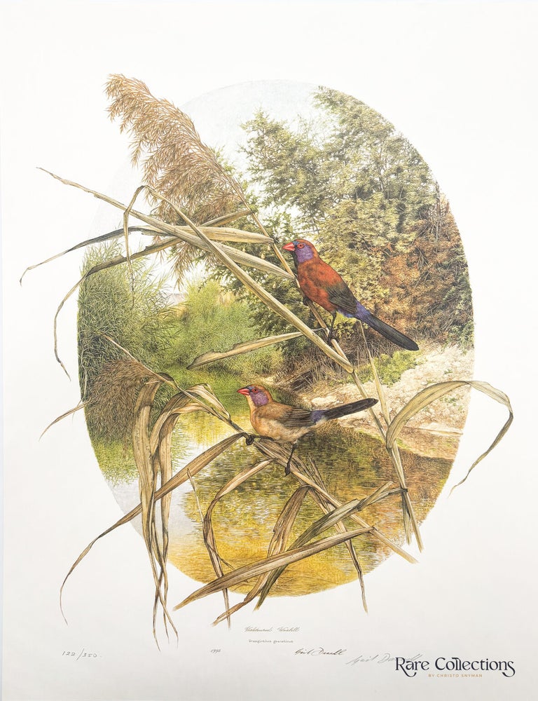 Item #33090 Violetteared Waxbill. Gail Darroll.