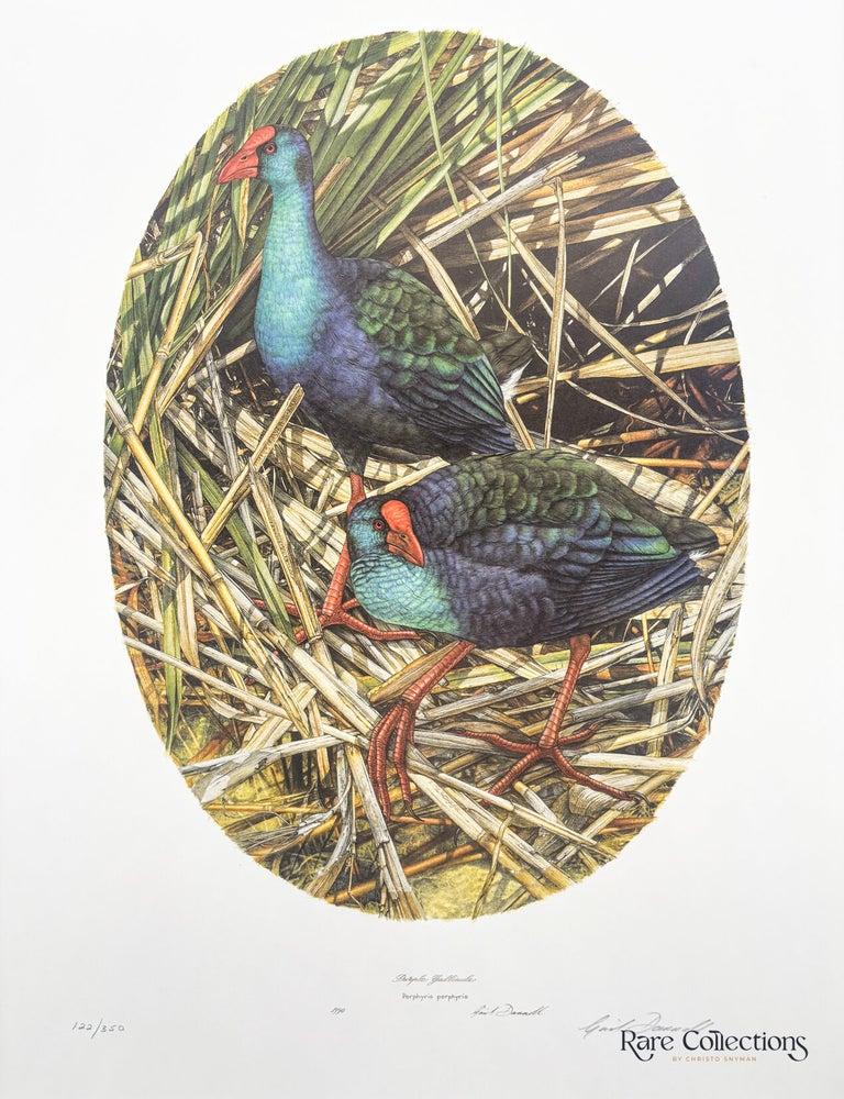 Item #33091 Purple Gallinule. Gail Darroll.