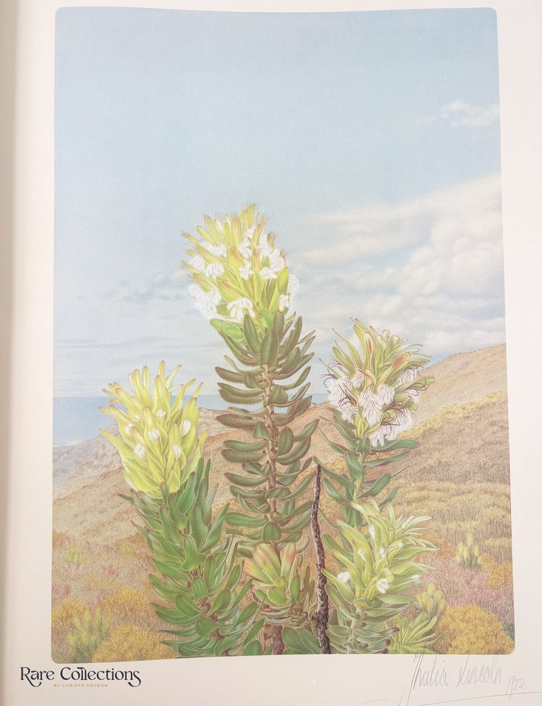 Item #33218 28/29 Mimetes Cucullotus Green Form. Thalia Lincoln, Artist.