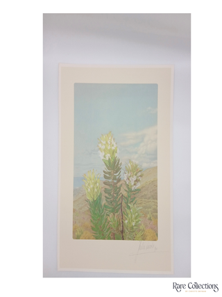 28/29 Mimetes Cucullotus Green Form