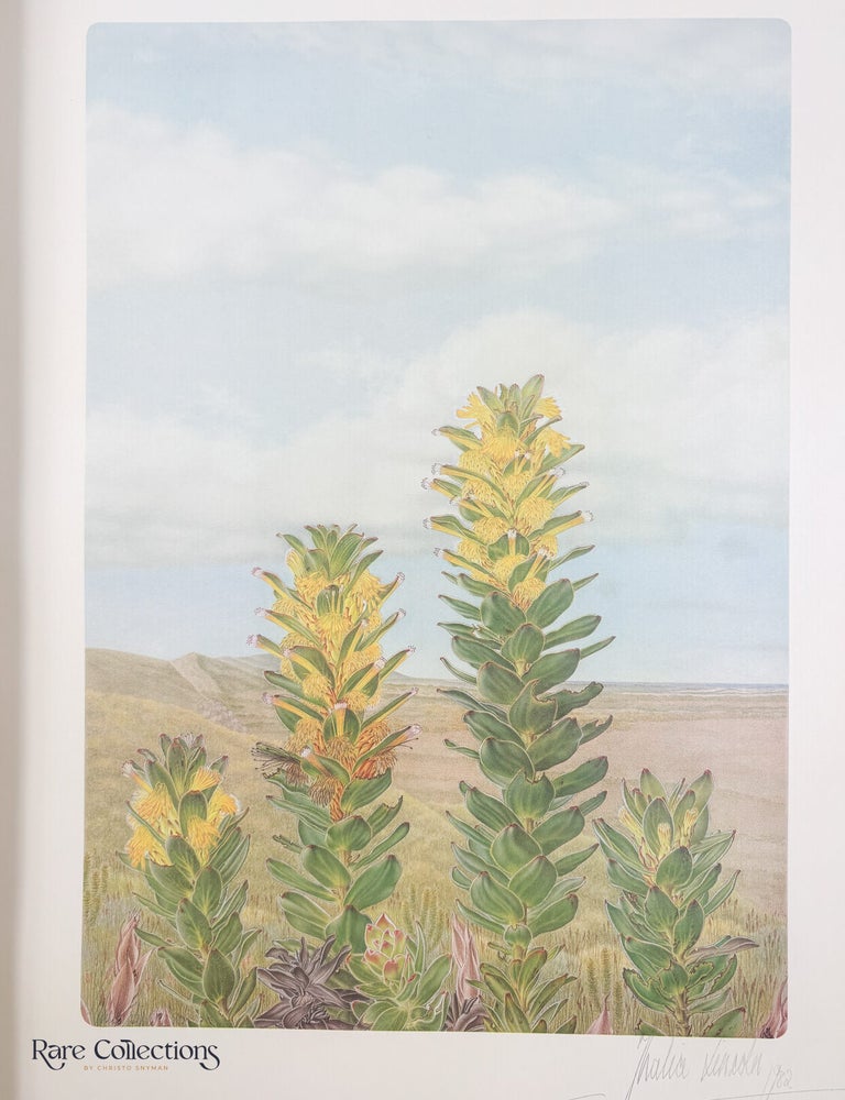 Item #33220 46/47 Mimetes saxatilis. Thalia Lincoln, Artist.