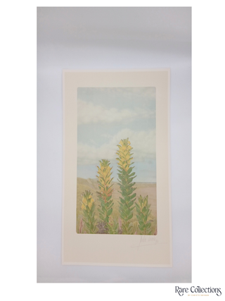 46/47 Mimetes saxatilis