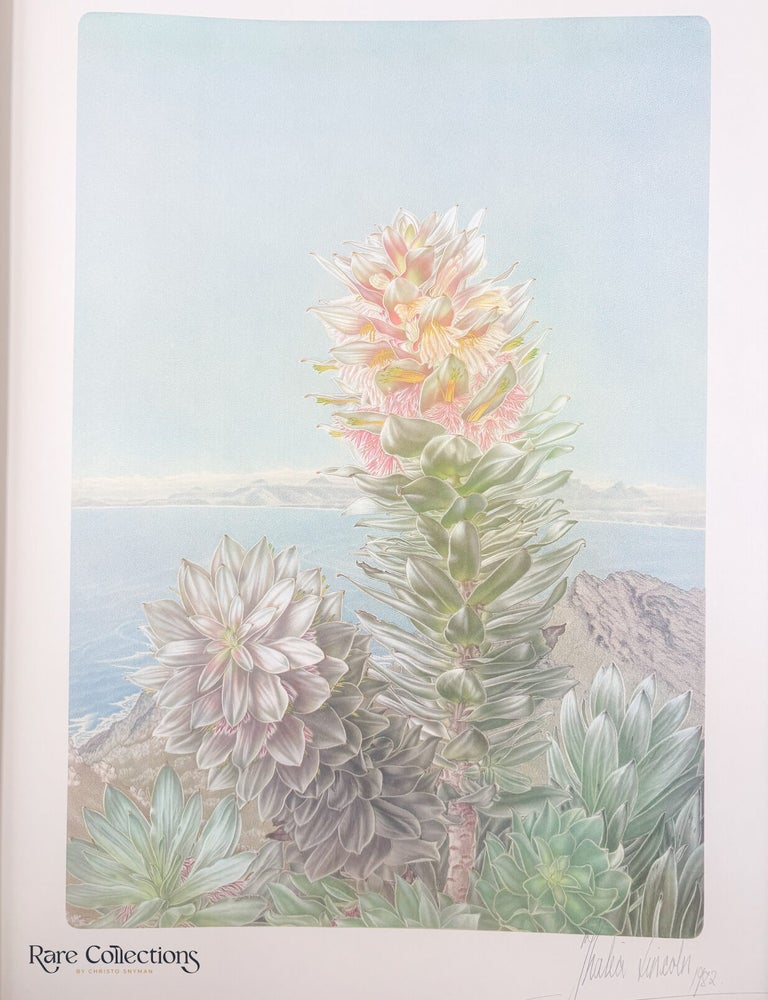 Item #33222 76/77 Mimetes arboreus. Thalia Lincoln, Artist.