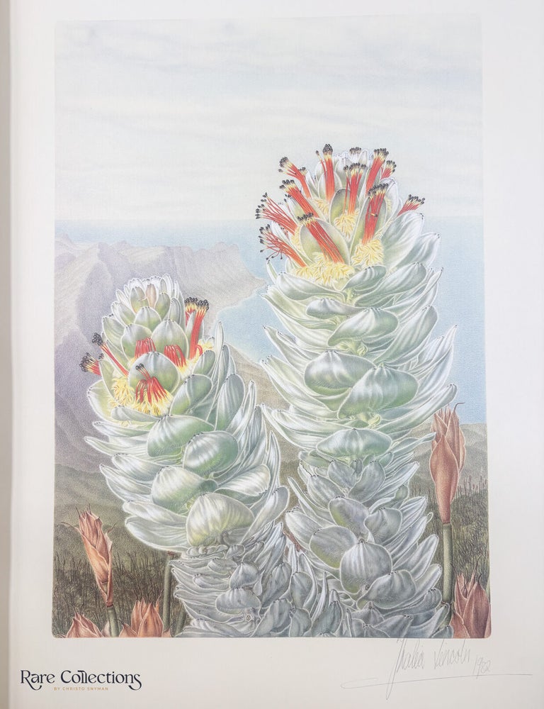 Item #33223 86/87 Mimetes hottentoticus. Thalia Lincoln, Artist.
