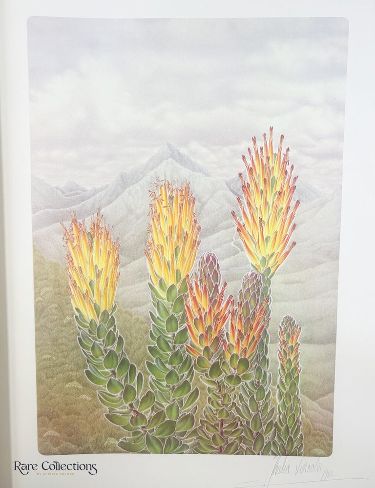 Item #33226 118/119 Mimetes pauciflorus. Thalia Lincoln, Artist.