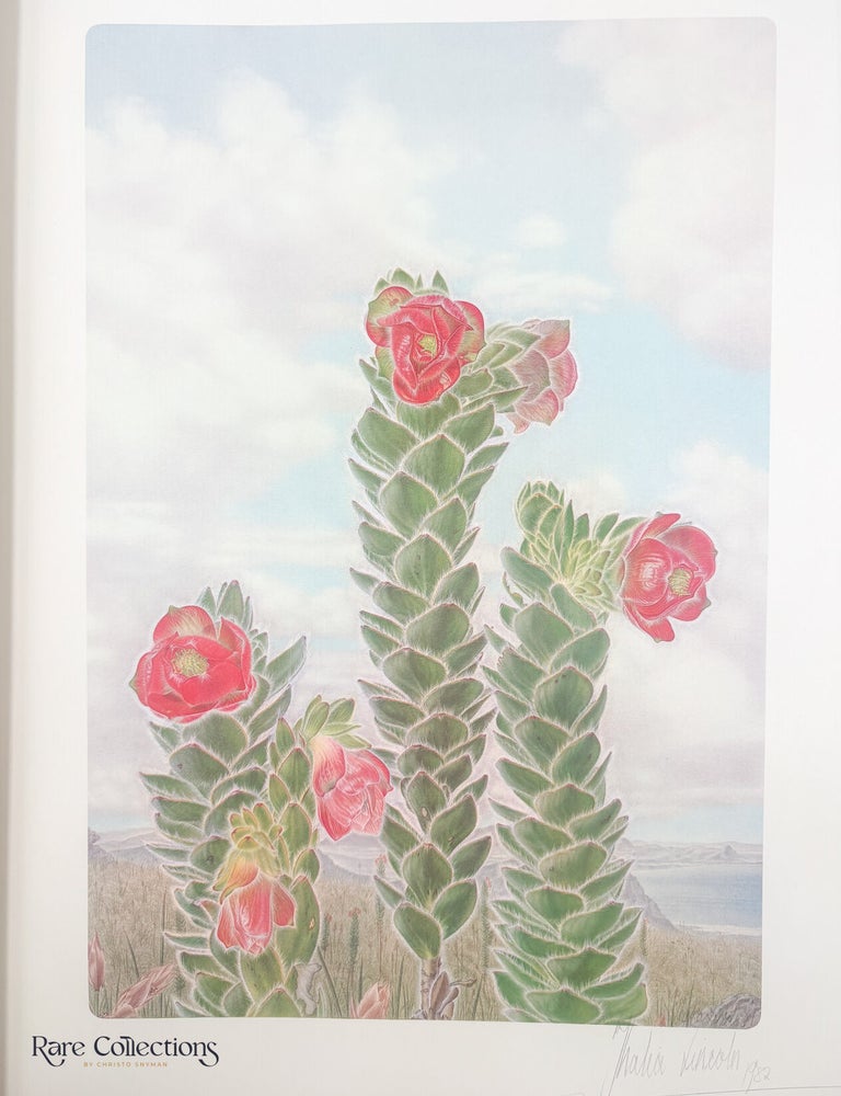 Item #33234 164/165 Orothamnus zeyheri. Thalia Lincoln, Artist.